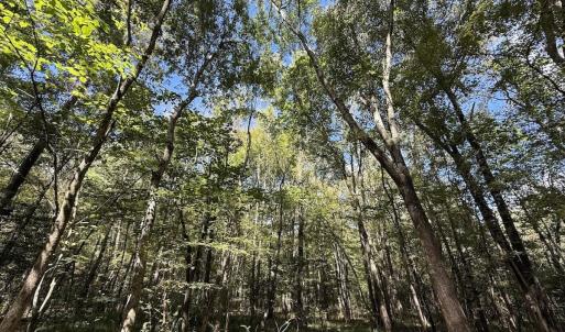 Photo #24 of 1945 Bolton Road, Rich Square, NC 90.3 acres