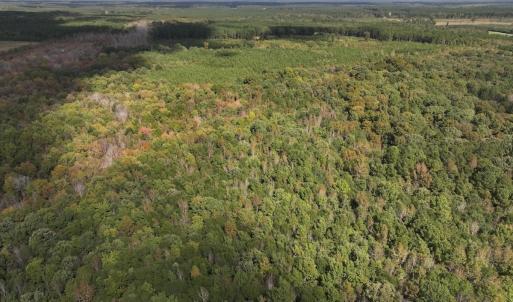Photo #38 of 1945 Bolton Road, Rich Square, NC 90.3 acres