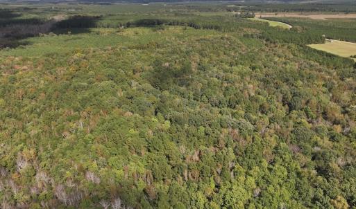 Photo #39 of 1945 Bolton Road, Rich Square, NC 90.3 acres