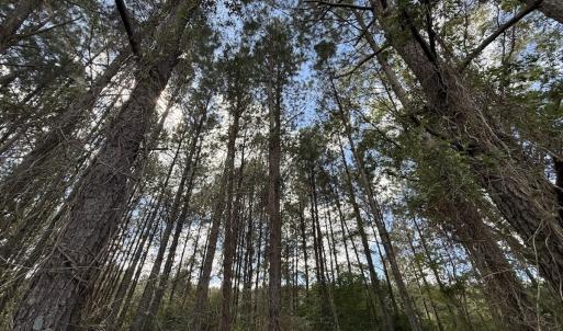 Photo #45 of 1945 Bolton Road, Rich Square, NC 90.3 acres
