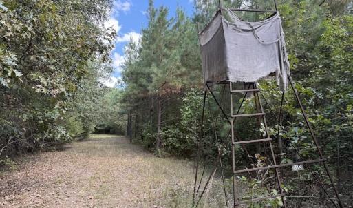 Photo #52 of 1945 Bolton Road, Rich Square, NC 90.3 acres