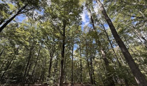 Photo #56 of 1945 Bolton Road, Rich Square, NC 90.3 acres