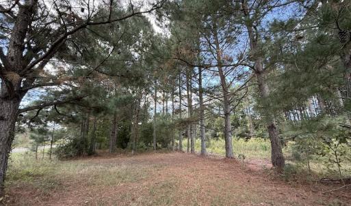 Photo #57 of 1945 Bolton Road, Rich Square, NC 90.3 acres