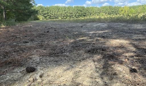 Photo #64 of 1945 Bolton Road, Rich Square, NC 90.3 acres