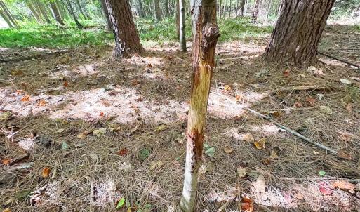 Photo #5 of Off Cypress Chapel Rd, Whaleyville, VA 45.5 acres