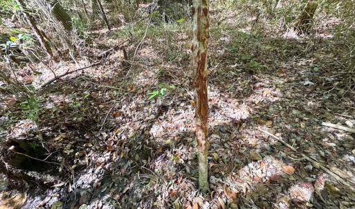 Photo #11 of Off Cypress Chapel Rd, Whaleyville, VA 45.5 acres