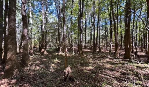 Photo #26 of Off Cypress Chapel Rd, Whaleyville, VA 45.5 acres