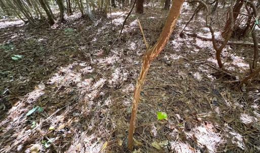 Photo #35 of Off Cypress Chapel Rd, Whaleyville, VA 45.5 acres
