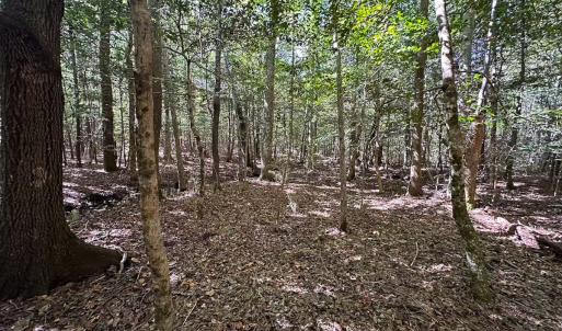 Photo #37 of Off Cypress Chapel Rd, Whaleyville, VA 45.5 acres
