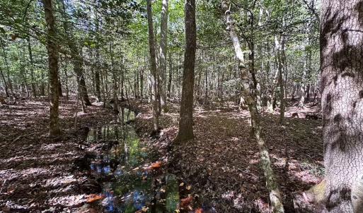 Photo #40 of Off Cypress Chapel Rd, Whaleyville, VA 45.5 acres