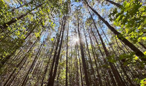 Photo #42 of Off Cypress Chapel Rd, Whaleyville, VA 45.5 acres