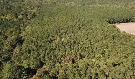 Photo #1 of Off Cypress Chapel Rd, Whaleyville, VA 14.9 acres