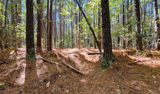 Photo #6 of Off Cypress Chapel Rd, Whaleyville, VA 14.9 acres