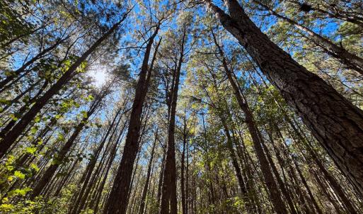 Photo #7 of Off Cypress Chapel Rd, Whaleyville, VA 14.9 acres