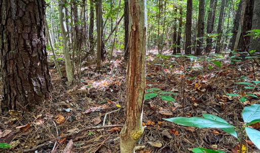 Photo #9 of Off Cypress Chapel Rd, Whaleyville, VA 14.9 acres