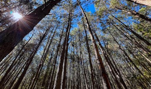 Photo #10 of Off Cypress Chapel Rd, Whaleyville, VA 14.9 acres