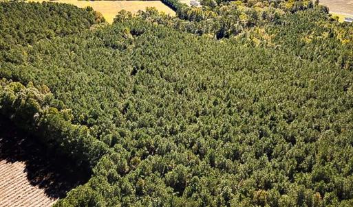 Photo #11 of Off Cypress Chapel Rd, Whaleyville, VA 14.9 acres