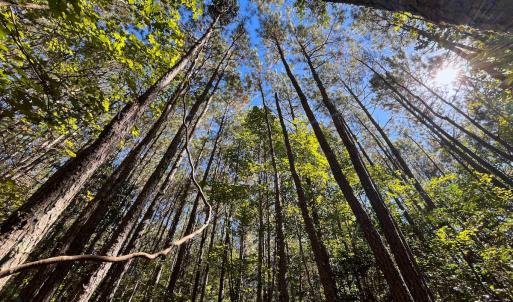 Photo #13 of Off Cypress Chapel Rd, Whaleyville, VA 14.9 acres