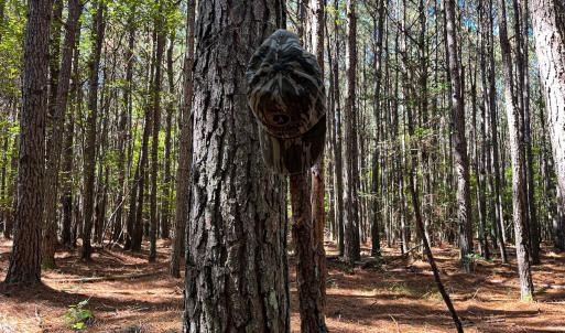 Photo #14 of Off Cypress Chapel Rd, Whaleyville, VA 14.9 acres