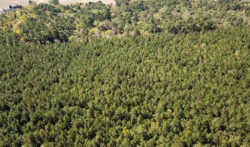 Photo #16 of Off Cypress Chapel Rd, Whaleyville, VA 14.9 acres