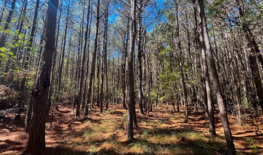 Photo #17 of Off Cypress Chapel Rd, Whaleyville, VA 14.9 acres