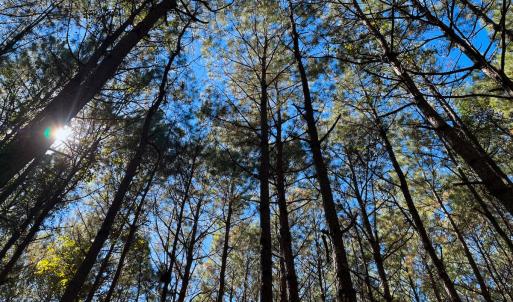 Photo #18 of Off Cypress Chapel Rd, Whaleyville, VA 14.9 acres
