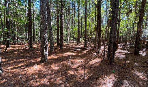 Photo #19 of Off Cypress Chapel Rd, Whaleyville, VA 14.9 acres
