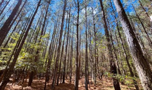 Photo #20 of Off Cypress Chapel Rd, Whaleyville, VA 14.9 acres