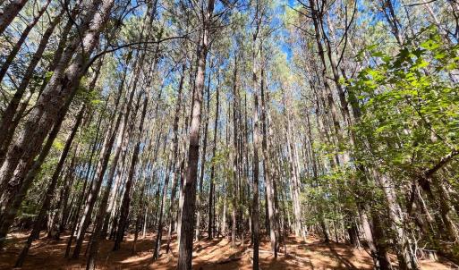 Photo #22 of Off Cypress Chapel Rd, Whaleyville, VA 14.9 acres