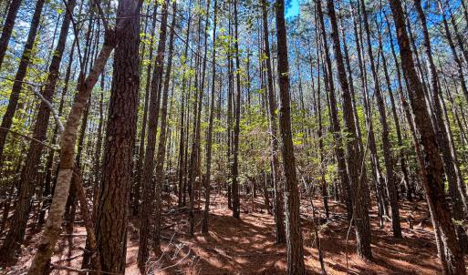 Photo #23 of Off Cypress Chapel Rd, Whaleyville, VA 14.9 acres