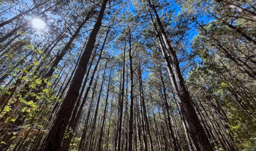 Photo #27 of Off Cypress Chapel Rd, Whaleyville, VA 14.9 acres