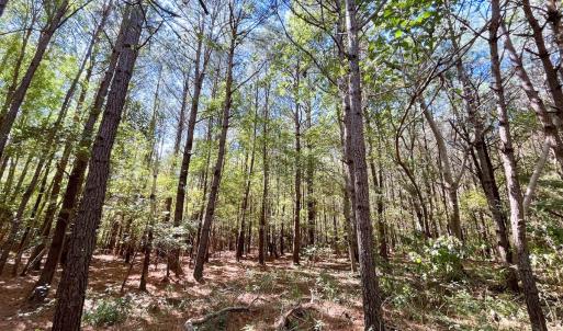Photo #29 of Off Cypress Chapel Rd, Whaleyville, VA 14.9 acres