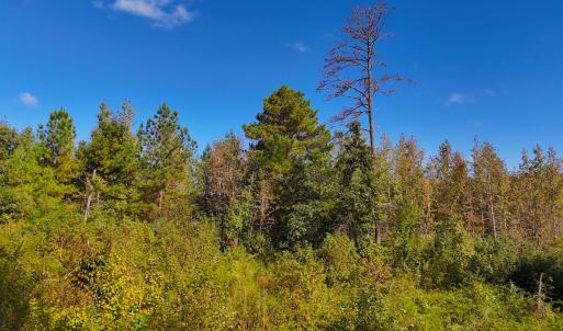 Photo #14 of Off Mack Rd, Asheboro, NC 6.7 acres