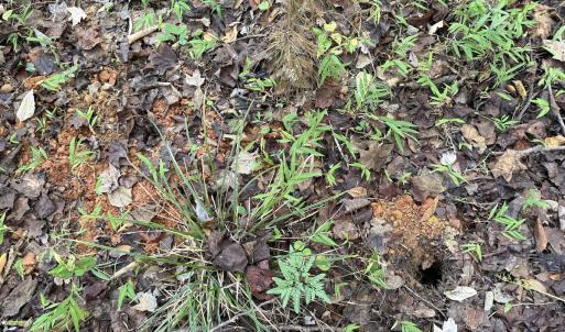 Photo #7 of Off Meriwether Ln, Haw River, NC 1.0 acres