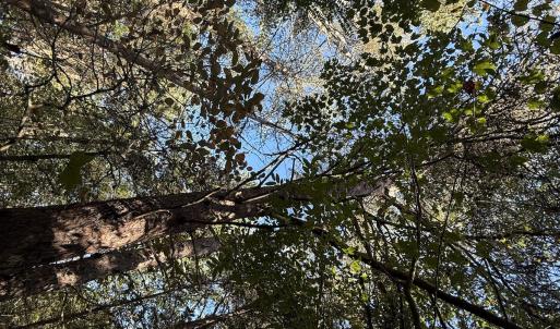 Photo #8 of Off Meriwether Ln, Haw River, NC 1.0 acres