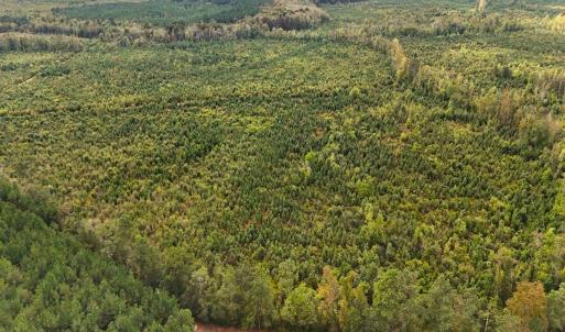 Photo #17 of Off Hwy 11 , Kenansville, NC 269.6 acres