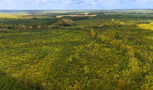 Photo #18 of Off Hwy 11 , Kenansville, NC 269.6 acres