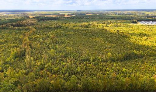Photo #19 of Off Hwy 11 , Kenansville, NC 269.6 acres