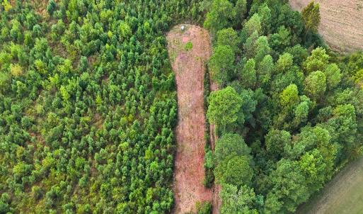 Photo #21 of Off Hwy 11 , Kenansville, NC 269.6 acres