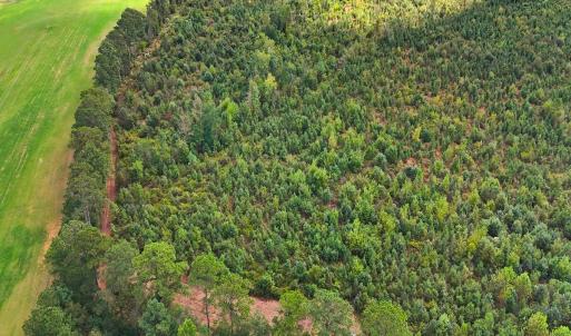 Photo #25 of Off Hwy 11 , Kenansville, NC 269.6 acres