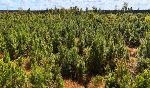 Photo #30 of Off Hwy 11 , Kenansville, NC 269.6 acres
