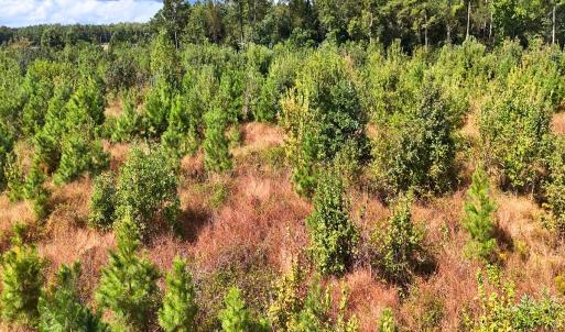 Photo #31 of Off Hwy 11 , Kenansville, NC 269.6 acres