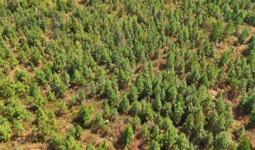 Photo #32 of Off Hwy 11 , Kenansville, NC 269.6 acres