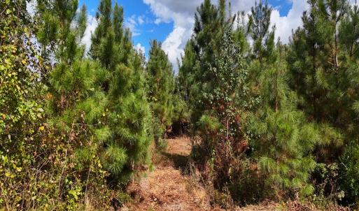 Photo #33 of Off Hwy 11 , Kenansville, NC 269.6 acres