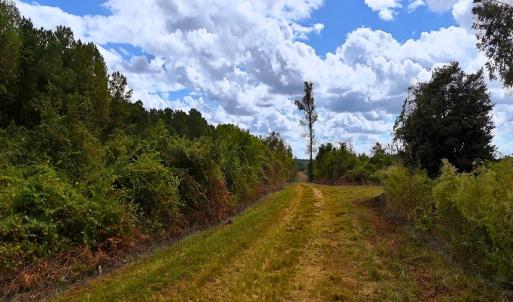 Photo #4 of Off Hwy 11 , Kenansville, NC 269.6 acres