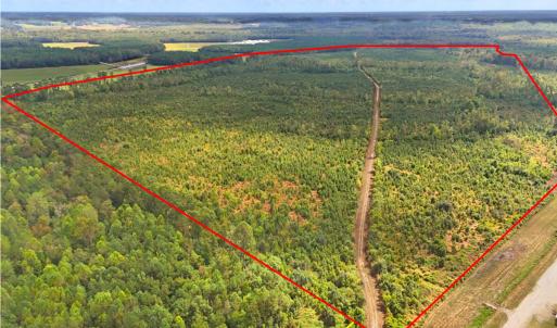 Photo #6 of Off Hwy 11 , Kenansville, NC 269.6 acres