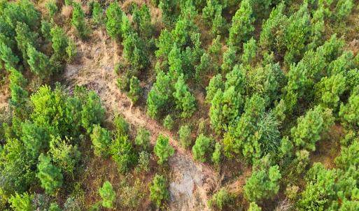 Photo #40 of Off Hwy 11 , Kenansville, NC 269.6 acres