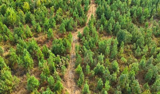 Photo #41 of Off Hwy 11 , Kenansville, NC 269.6 acres