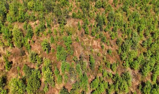 Photo #42 of Off Hwy 11 , Kenansville, NC 269.6 acres