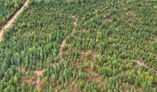 Photo #45 of Off Hwy 11 , Kenansville, NC 269.6 acres